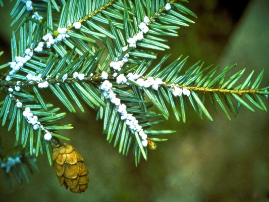 How To Protect Your Trees From Bugs and Disease | Go Local Prov