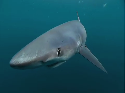 RI SHARK WEEK: GoLocalProv Swims with Sharks | Go Local Prov