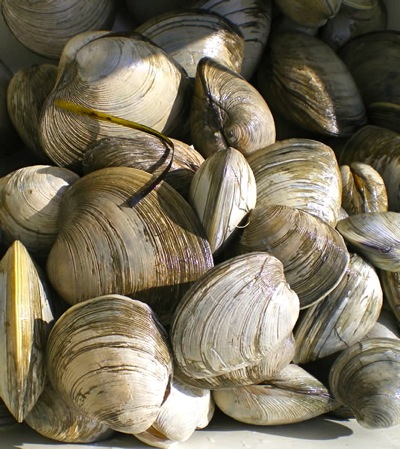 Best Spots for Quahogging | Go Local Prov